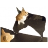 Horse Shaped Acrylic Mirror