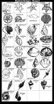 Martinis Tibia, Miraculous Thatcher, Murex Peeve, Pacific Triton, Anchor